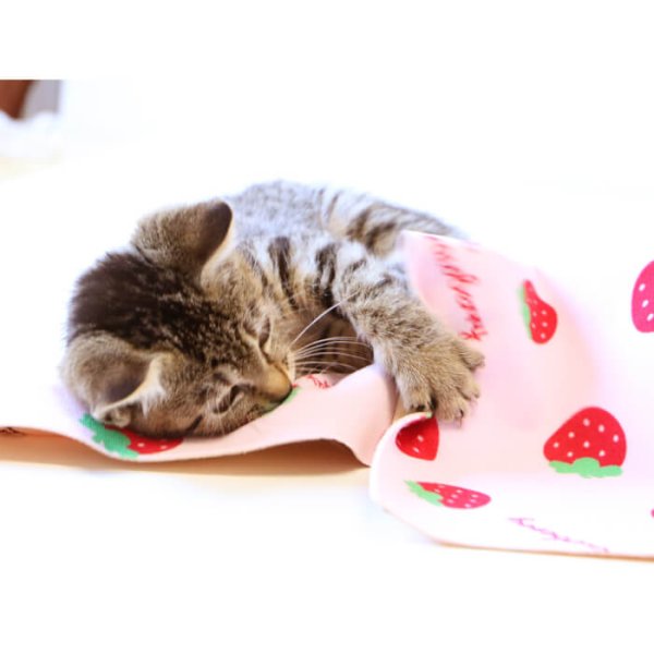 画像19: 【ポイント10倍で会員様はお得】日本製 洗える ペットシーツ 裏漏れしない両面吸収設計 ほつれないハイテク繊維 自由にカット可 制菌ペットシーツプレミア2（S〜LL）【10％OFFクーポンあり［本会員様限定］】［クーポンコード：ps10］ (19)