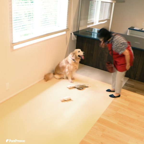 画像4: 【ポイント10倍で会員様はお得】オーダーメイド【10ｍ】 制菌ペットシーツプレミア2 NEW 吸収力抜群 介護シーツ 使い方自由自在 ［日本製］ペット用品専門メーカーポンポリースオリジナル商品※返品交換不可 (4)