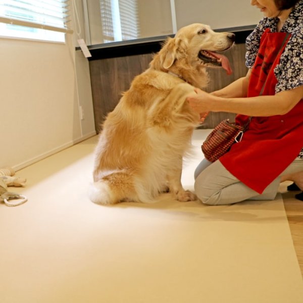 画像5: 【ポイント10倍で会員様はお得】オーダーメイド【10ｍ】 制菌ペットシーツプレミア2 NEW 吸収力抜群 介護シーツ 使い方自由自在 ［日本製］ペット用品専門メーカーポンポリースオリジナル商品※返品交換不可 (5)