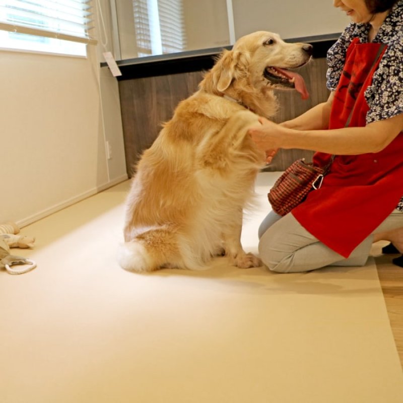 画像5: 【ポイント10倍で会員様はお得】オーダーメイド【3ｍ】 制菌ペットシーツプレミア2 吸収力抜群 介護シーツ 使い方自由自在 ［日本製］ペット用品専門メーカーポンポリースオリジナル商品※返品交換不可 (5)