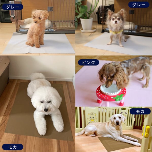 画像19: 【「50名様限定」クーポン付き秋冬カタログ配布対象商品】7カラーから選べる3枚Mサイズセット  洗って使えるペットシーツ【500円OFFクーポンあり】【クーポンコード:3m500】 (19)