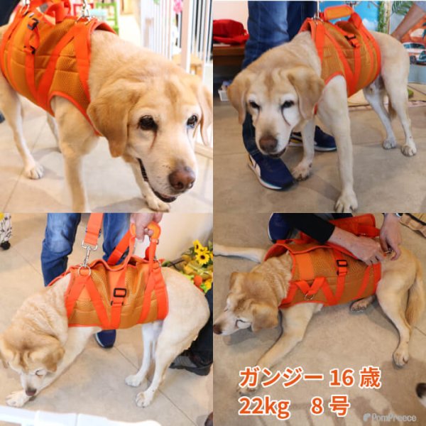 画像23: 【ポイント10倍で超お得!!会員様限定】中型犬 大型犬用 介護 ハーネス 安定した姿勢でサポート 歩行補助 排泄介助 メッシュオールケアハーネス【6〜10号】 (23)
