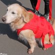 画像4: 【ポイント10倍で会員様はお得】 中大型犬用 3WAYケアーハーネス対応 延長ベルト（4本セット）【3L・4L】 (4)