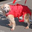 画像5: 【ポイント10倍で会員様はお得】 中大型犬用 3WAYケアーハーネス対応 延長ベルト（4本セット）【3L・4L】 (5)