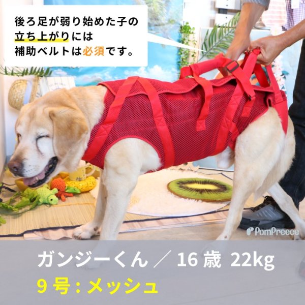 画像21: 【在庫処分セール品】大型犬用オス・メス兼用 メッシュor キルト生地 3WAYケアハーネス 【7〜10号】※返品交換不可 (21)
