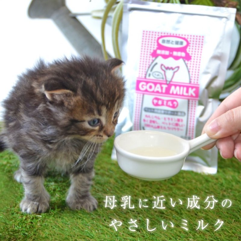 画像15: [オランダ産] 犬猫用 ヤギミルク 80g [賞味期限：2026.12.18] (15)