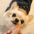 画像4: 【20%OFF 在庫処分セール品（9203SALE）】犬用 国産 ササミそうめん ミニ［賞味期限：2025.11.18］ (4)