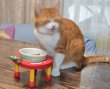 画像6: 【ポイント10倍で会員様はお得】 フードディッシュ アップルドッグ【小型】 (6)