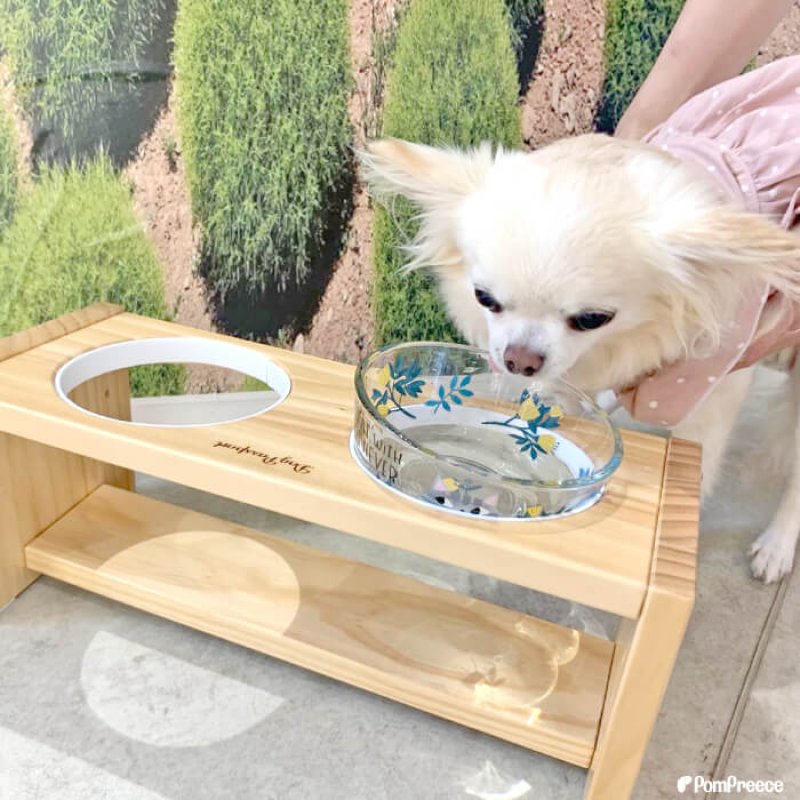 画像21: 【ポイント10倍で会員様はお得】ガラス製 フードディッシュ フラワーCAT (21)