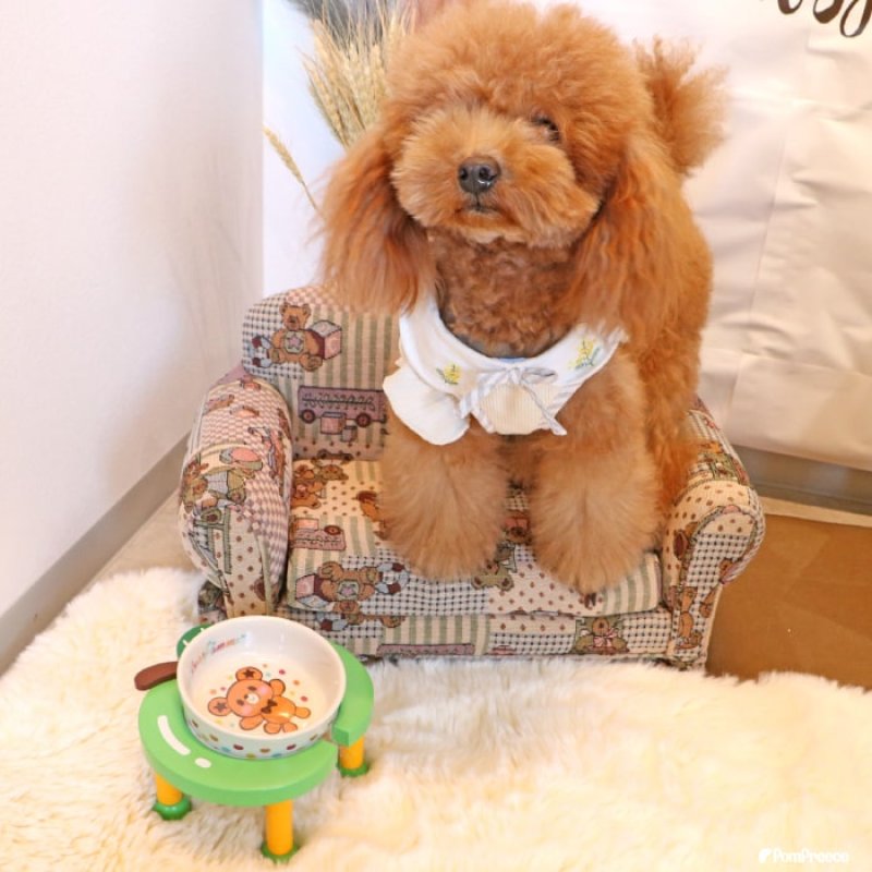 画像5: 【ポイント10倍で会員様はお得】フードディッシュ ハグベアー「ポム（Pomme）」【小型】 (5)