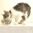 画像8: 【ポイント10倍で会員様はお得】NEW カラー登場！！ガラス製 フードディッシュ フラワーCAT (8)