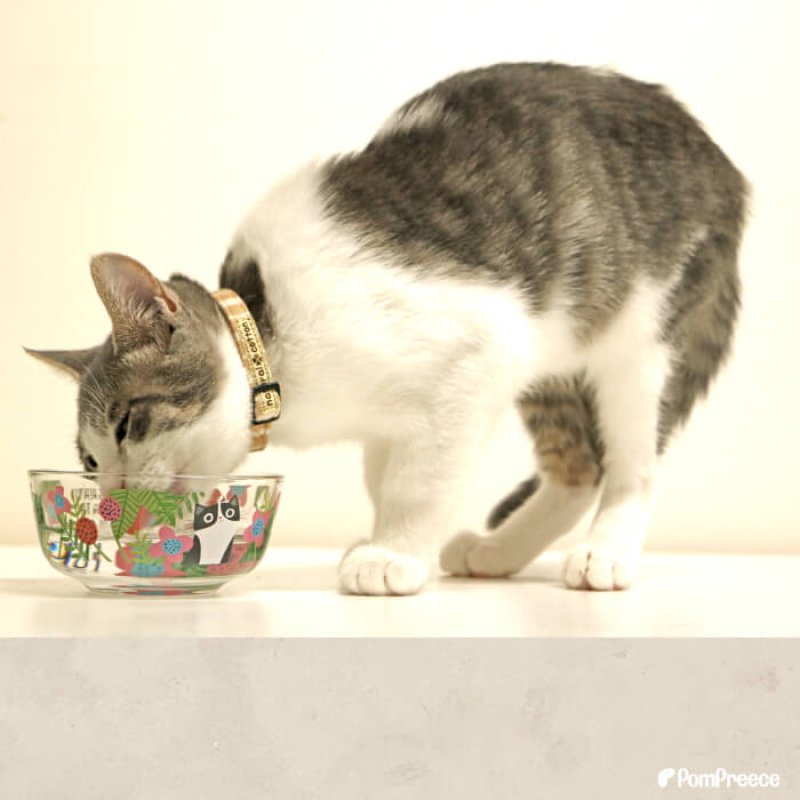 画像8: 【ポイント10倍で会員様はお得】ガラス製 フードディッシュ フラワーCAT (8)