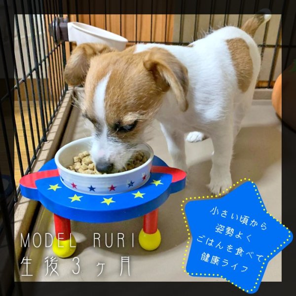 画像4: 【ポイント10倍で会員様はお得】 フードディッシュ ユニバース【小型】 (4)