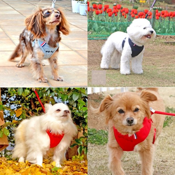 画像20: 【ポイント10倍で会員様はお得】［防虫香り袋プレゼント］スーパーハーネス＆リード トリコロールネオ 【3S〜6号】 (20)