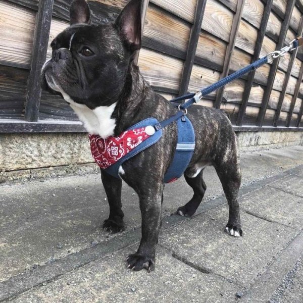 画像26: 【ポイント10倍で会員様はお得】［防虫香り袋プレゼント］スーパーハーネス&リード バンダナビンテージデニム 【1〜6号】 (26)