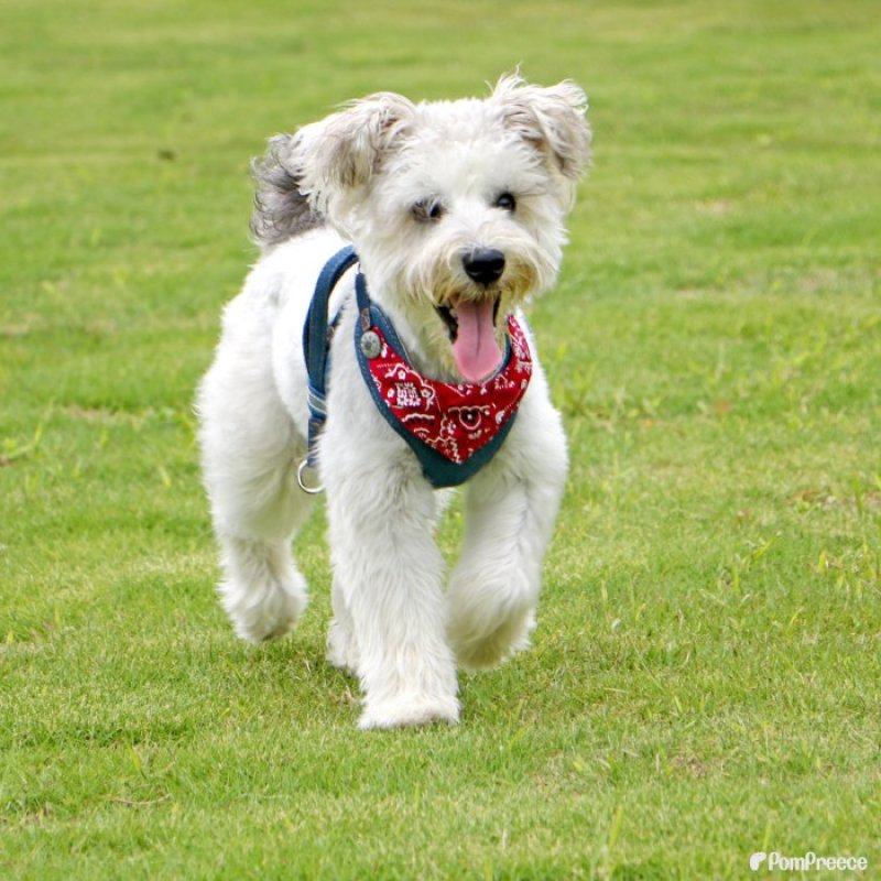 画像22: 【ポイント10倍で会員様はお得】スーパーハーネス&リード バンダナビンテージデニム 【1〜6号】 (22)