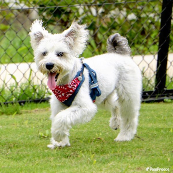 画像21: 【ポイント10倍で会員様はお得】［防虫香り袋プレゼント］スーパーハーネス&リード バンダナビンテージデニム 【1〜6号】 (21)