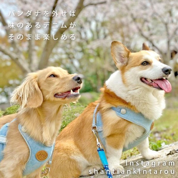 画像18: 【ポイント10倍で会員様はお得】［防虫香り袋プレゼント］スーパーハーネス&リード バンダナビンテージデニム 【1〜6号】 (18)