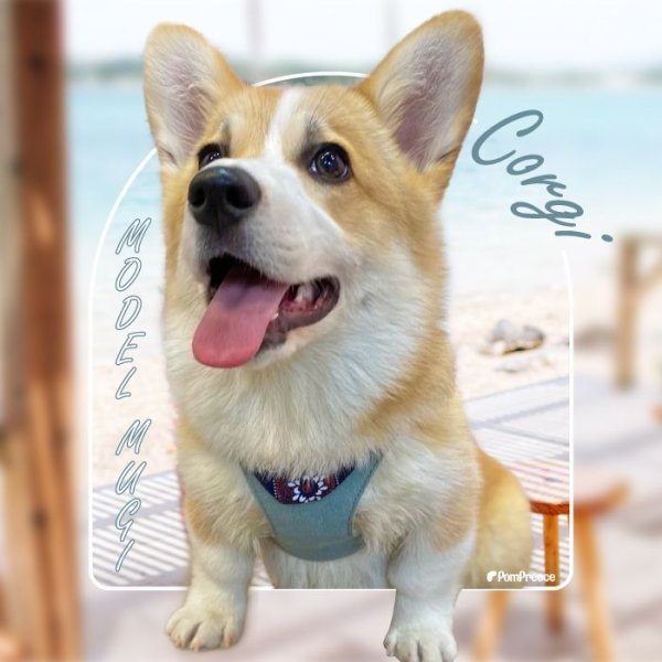 画像27: 【ポイント10倍で会員様はお得】［防虫香り袋プレゼント］スーパーハーネス&リード バンダナビンテージデニム 【1〜6号】 (27)