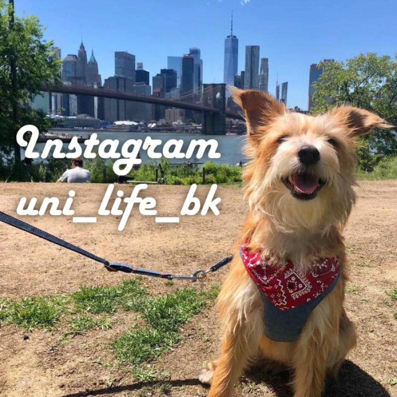 画像21: 【ポイント10倍で会員様はお得】スーパーハーネス&リード バンダナビンテージデニム 【1〜6号】 (21)