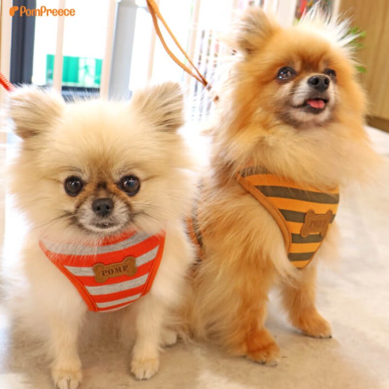 画像21: 小型犬用 スーパーハーネス＆リード 2モデル  ボーダーニットor  ロイヤルチェック 【1〜6号】 (21)