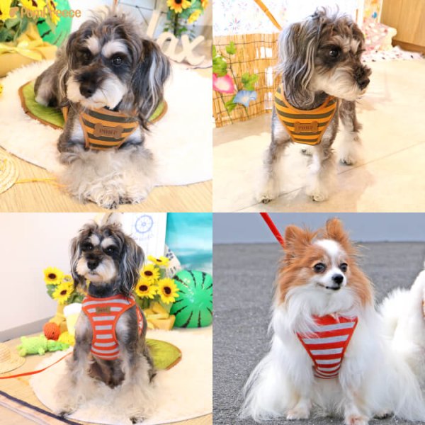 画像29: 【ポイント10倍で会員様はお得】 ［防虫香り袋プレゼント］犬用 スーパーハーネス＆リード 2モデル  ボーダーニットor  ロイヤルチェック (29)