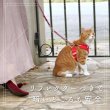 画像4: 【ポイント10倍で会員様はお得】  猫用スーパーハーネス＆リード トリコロールネオ CAT 【2〜4号】 (4)