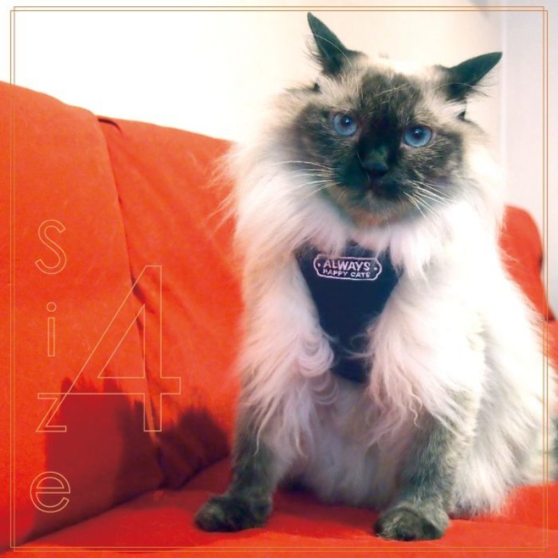 画像9: 猫用 スーパーハーネス＆リード トリコロールネオ 【2〜4号】 (9)