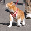 画像6: 【ポイント10倍で会員様はお得】  猫用リード付スーパー胴輪 矢がすり 【3号】 (6)