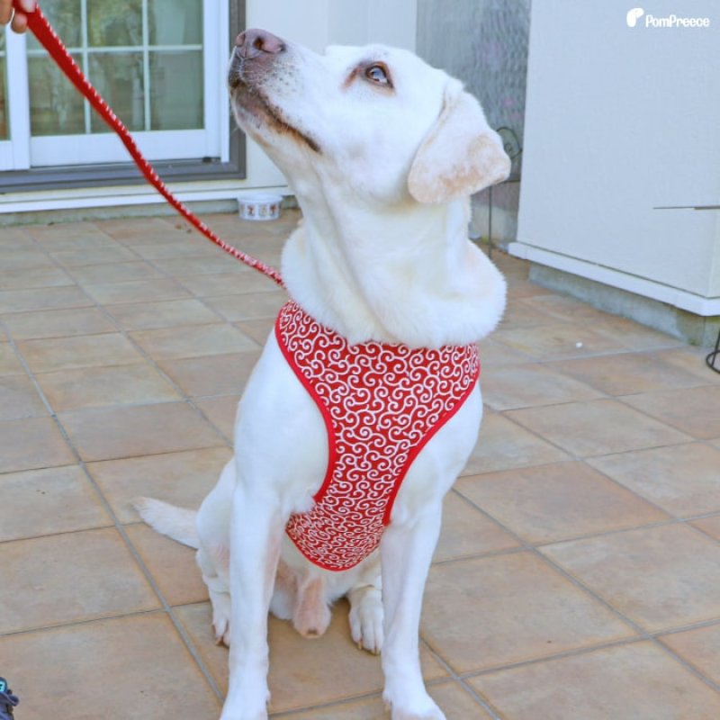 画像3: 中型・大型犬用 スーパーフィットハーネス 唐草 【10号】 (3)