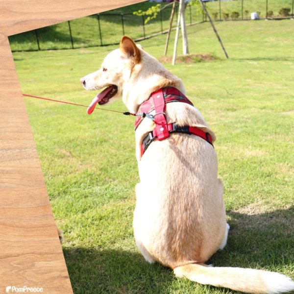 画像3: 【ポイント10倍で会員様はお得】  中・大型犬用 スーパーフィットハーネス タータンチェック 【9号】 (3)