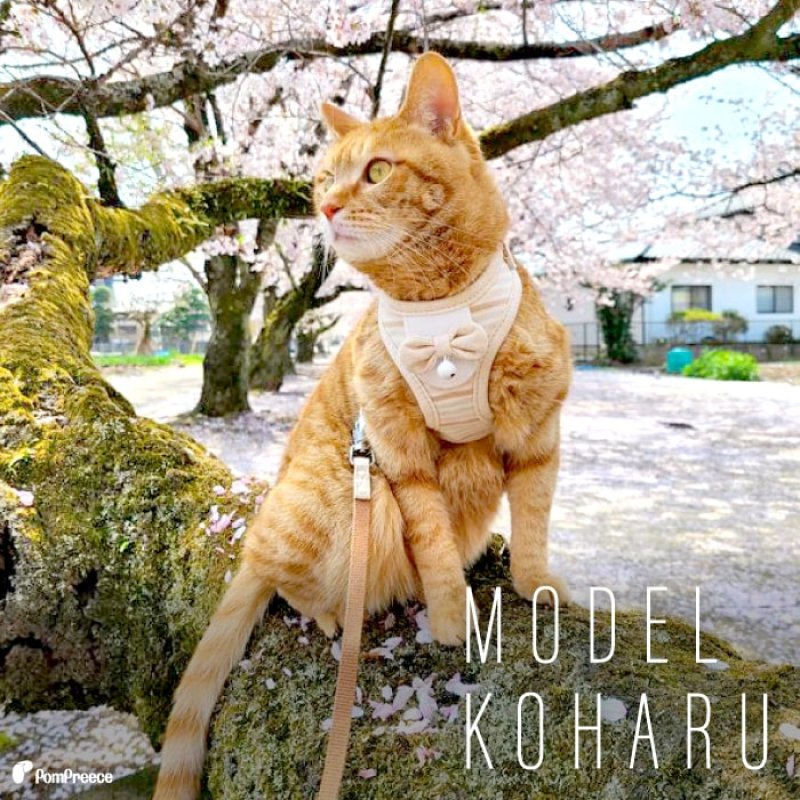 画像4: 猫用 スーパーハーネス＆リード フェアオーガニック 【2〜4号】 (4)