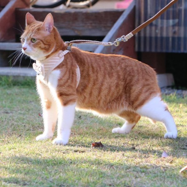 画像14: 【ポイント10倍で会員様はお得】  猫用スーパーハーネス＆リード フェアオーガニック 【2号・3号・4号】 (14)