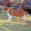 画像10: 【ポイント10倍で会員様はお得】  猫用スーパーハーネス＆リード フェアオーガニック 【2号・3号・4号】 (10)