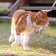 画像11: 【ポイント10倍で会員様はお得】  猫用スーパーハーネス＆リード フェアオーガニック 【2号・3号・4号】 (11)