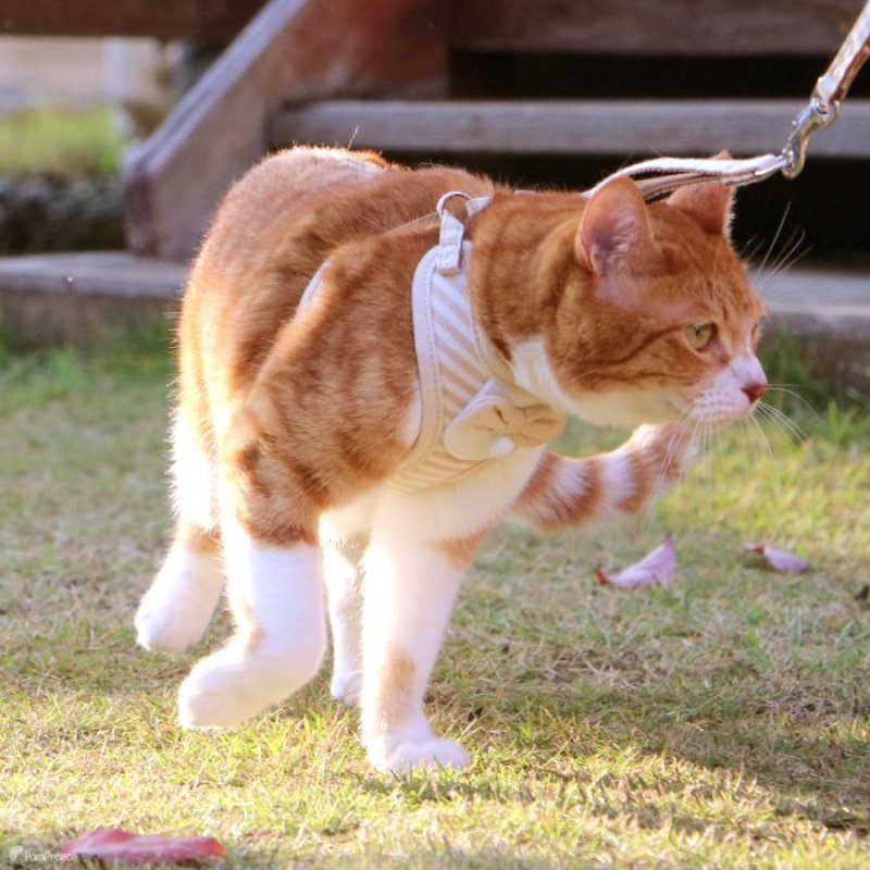 画像11: 猫用 スーパーハーネス＆リード フェアオーガニック 【2〜4号】 (11)