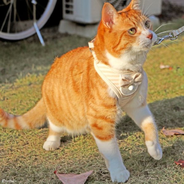 画像13: 【ポイント10倍で会員様はお得】  猫用スーパーハーネス＆リード フェアオーガニック 【2号・3号・4号】 (13)