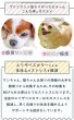 画像18: 【ポイント10倍で会員様はお得】 犬 猫 ペット用 エリザベスカラー  ロングブリリアントエリザベスカラー ルンルン水玉【1〜5号】 (18)