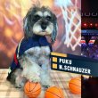 画像2: 【ポイント10倍で会員様はお得】  おもちゃ ボール 小型犬 大型犬 ペット用品 音の出るおもちゃ ペットぬいぐるみおもちゃ 猫噛む 投げるおもちゃ  (2)
