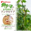 画像2: 【在庫処分セール品】 デンタルヘチマロープTOY 【ネズミのみ】※返品交換不可 (2)