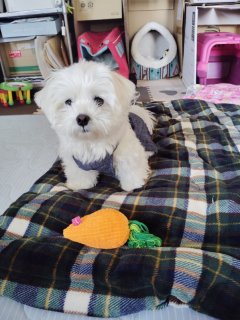 レビュー46-投稿画像1