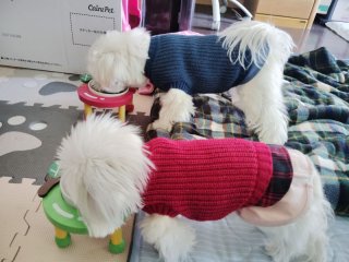 レビュー47-投稿画像1