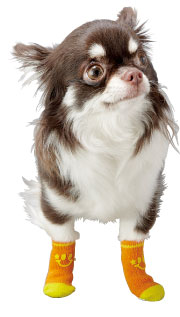 ポンポリースの犬 猫用エリザベスカラー