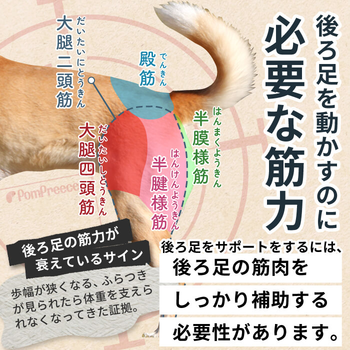 犬の後ろ足の筋肉のしくみ