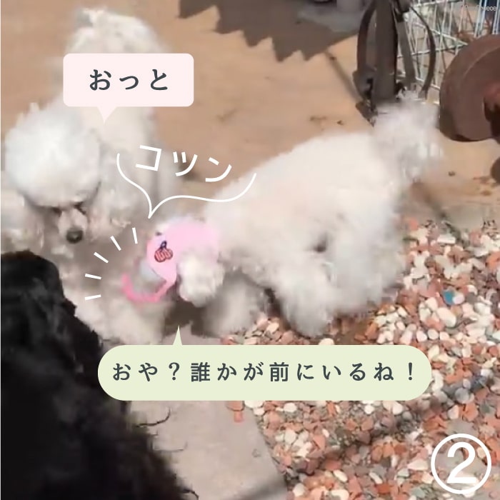 犬用介護ハーネス・エリザベスカラー・洗えるペットシーツなど犬猫用介護用品なら、ペット用品専門メーカー「ポンポリース」直営公式オンラインショップへどうぞ