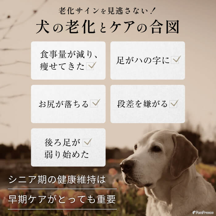 シニア犬の介護のサイン