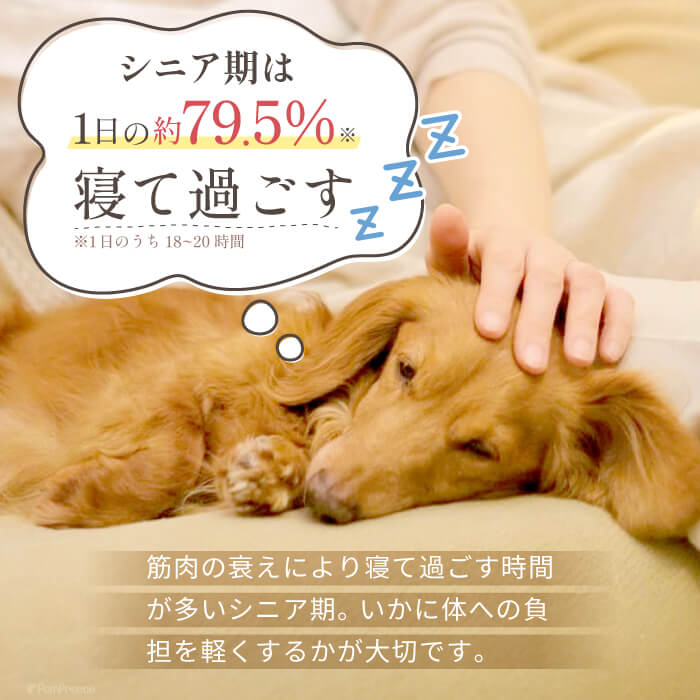 老犬の睡眠時間とベッドの質